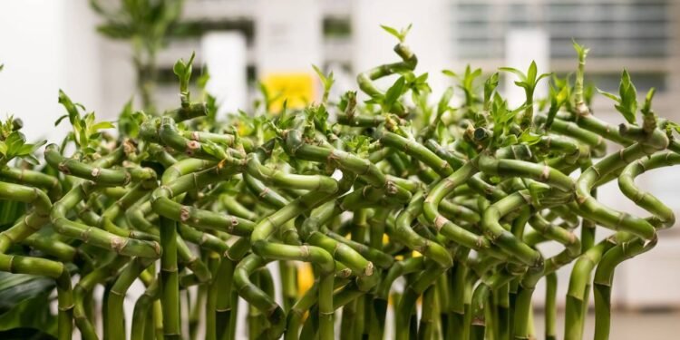 A presença dessa planta em escritórios e casas sugere progresso e prosperidade - Créditos: depositphotos.com / yulia25@list.ru