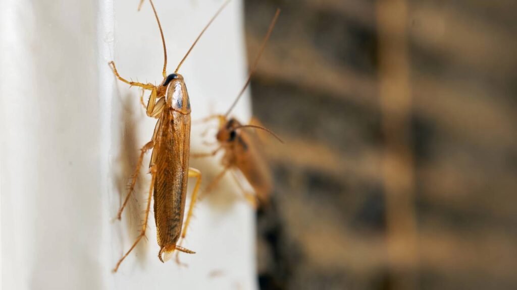 Os 5 lugares onde as baratas se reúnem e fazem ninhos em sua casa