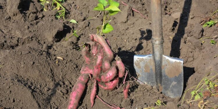 Esse alimento contém maior quantidade de potássio que a banana e ajuda a combater a hipertensão