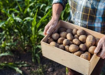 Poucos sabem qual a diferença entre batatas inglesas e pretas