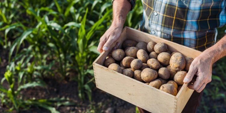 Poucos sabem qual a diferença entre batatas inglesas e pretas