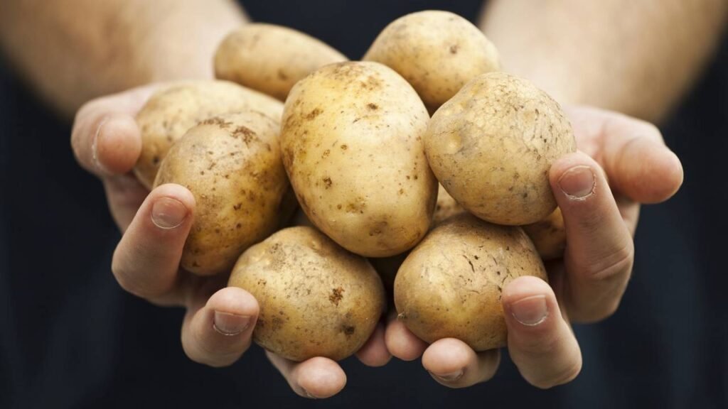 Poucos sabem qual a diferença entre batatas inglesas e pretas