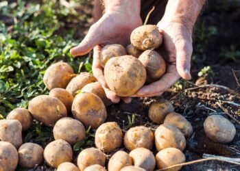 Poucas pessoas sabem disso, este truque simples torna as batatas mais saborosas