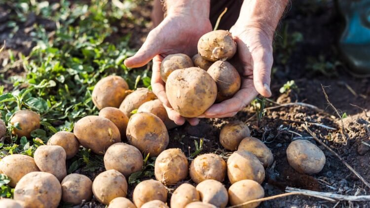 Essa é a principal causa de manchas escuras em batatas