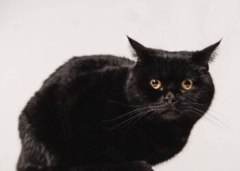 O nome proibido em gatos pretos que pode trazer azar