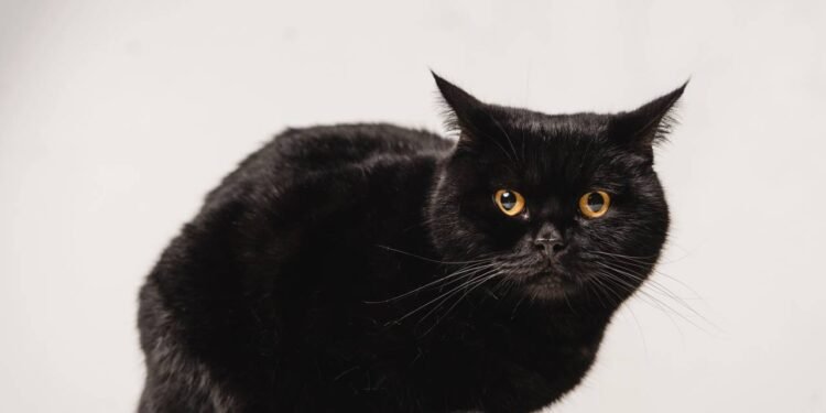 O nome proibido em gatos pretos que pode trazer azar