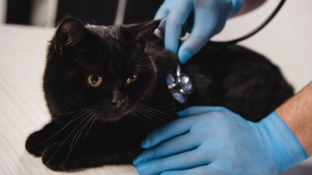 O nome proibido em gatos pretos que pode trazer azar