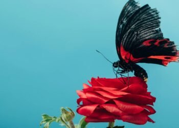 Qual o masculino de borboleta de acordo com o dicionário