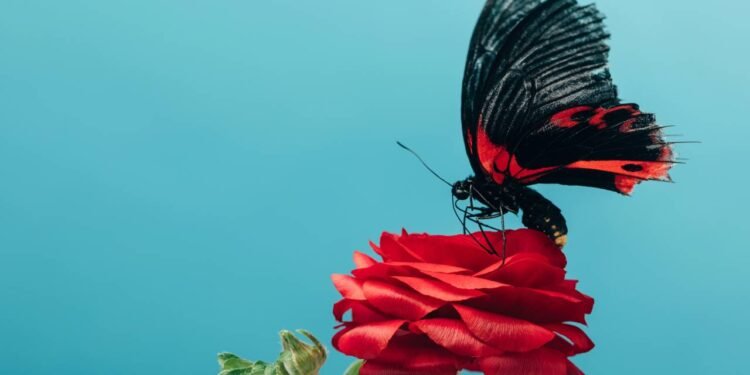 Qual o masculino de borboleta de acordo com o dicionário