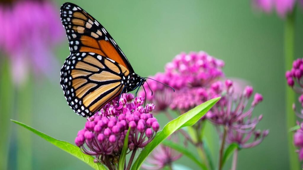 As plantas que atraem borboletas e deixam seu jardim mais colorido