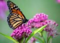 As plantas que atraem borboletas e deixam seu jardim mais colorido