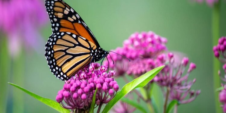 As plantas que atraem borboletas e deixam seu jardim mais colorido