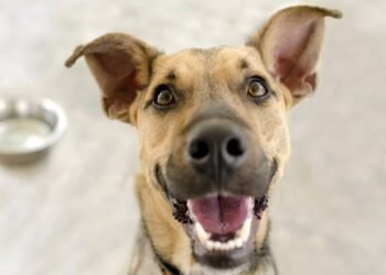 Quando seu cachorro está muito ativo, não significa que ele está feliz