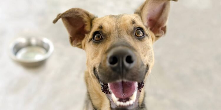 Quando seu cachorro está muito ativo, não significa que ele está feliz