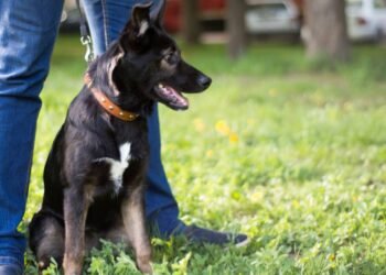 O que significa quando seu cachorro não sai do seu lado, de acordo com especialistas