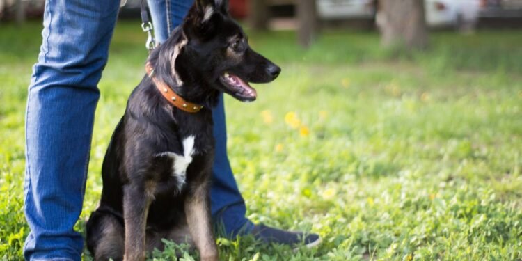 O que significa quando seu cachorro não sai do seu lado, de acordo com especialistas