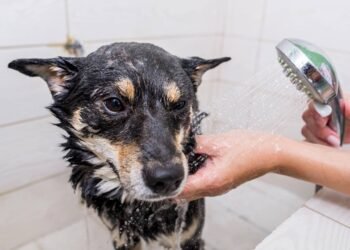 Esse é o tempo certo para banhar o seu cachorro