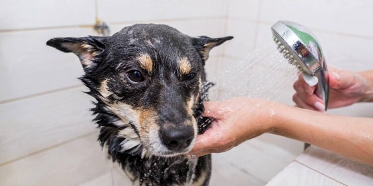 Esse é o tempo certo para banhar o seu cachorro