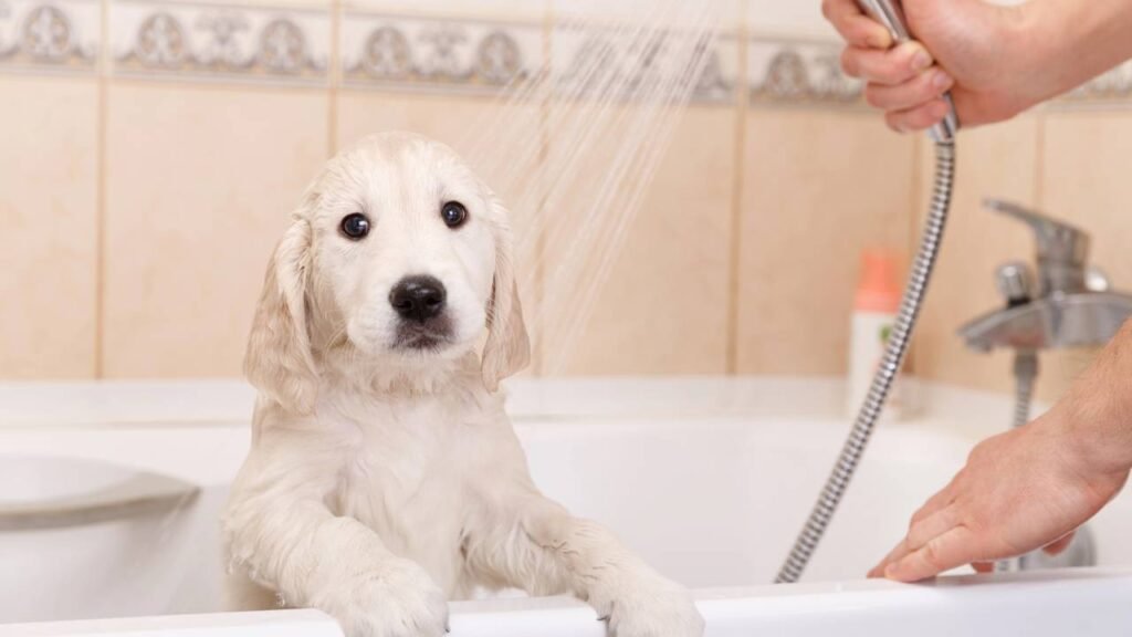 Esse é o tempo certo para banhar o seu cachorro