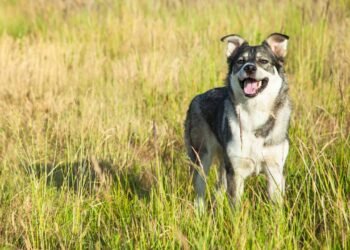 Os melhores nomes para cães azuis, cinzas e prateados