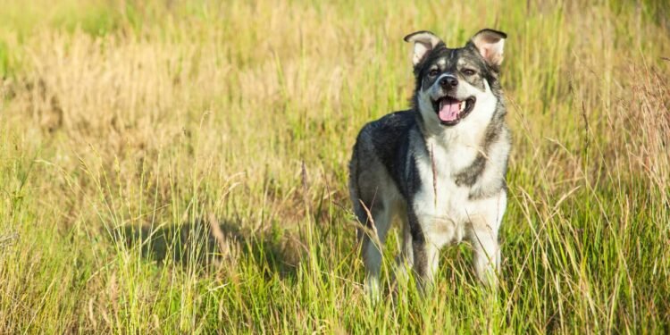 Os melhores nomes para cães azuis, cinzas e prateados
