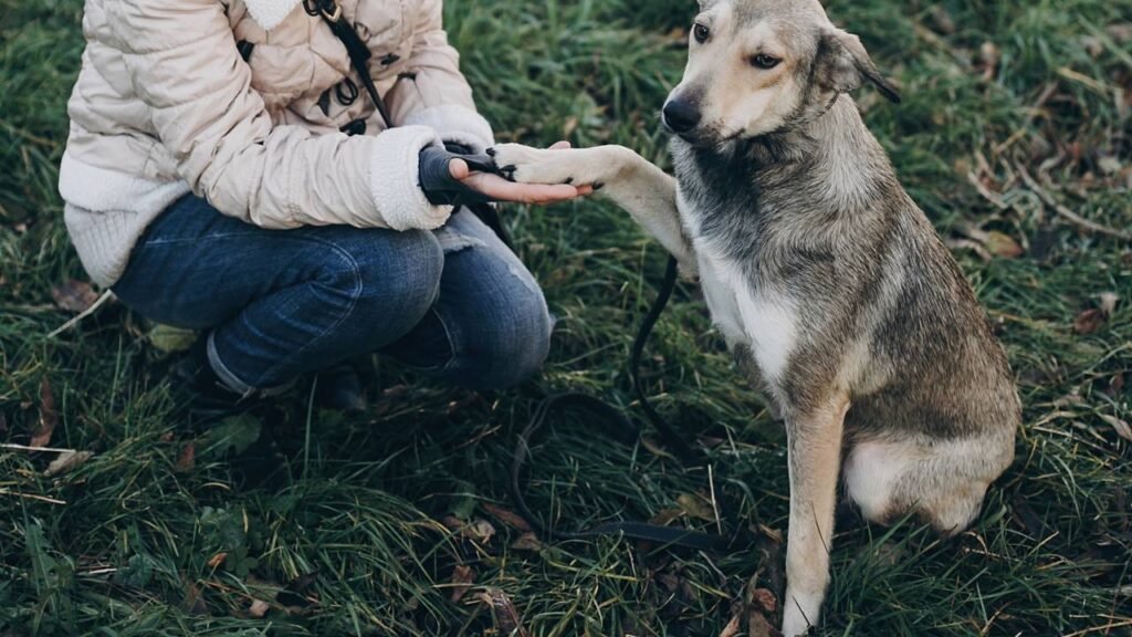 Os melhores nomes para cães azuis, cinzas e prateados