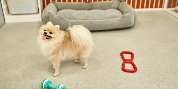 Os cães podem se tornar viciados em seus brinquedos?