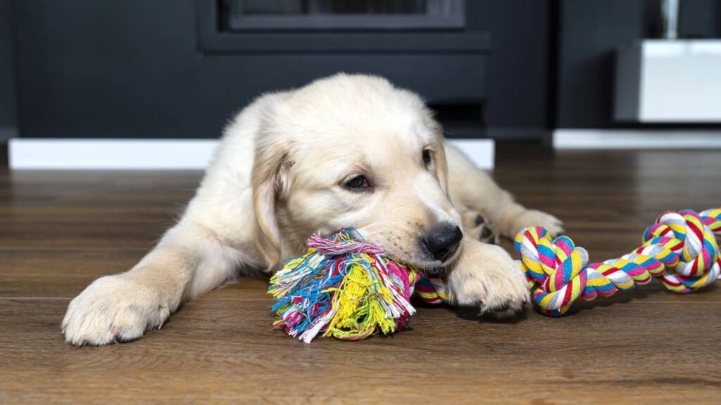 Os cães podem se tornar viciados em seus brinquedos?