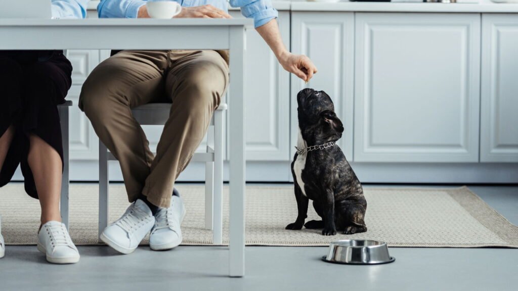 O que significa quando seu cachorro te segue até o banheiro, de acordo com especialistas