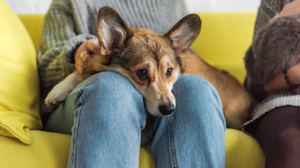 Pistas que derretem o coração de que seu cachorro é completamente devotado a você, dizem especialistas