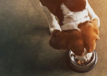 Quantas vezes ao dia devemos alimentar nosso cachorro