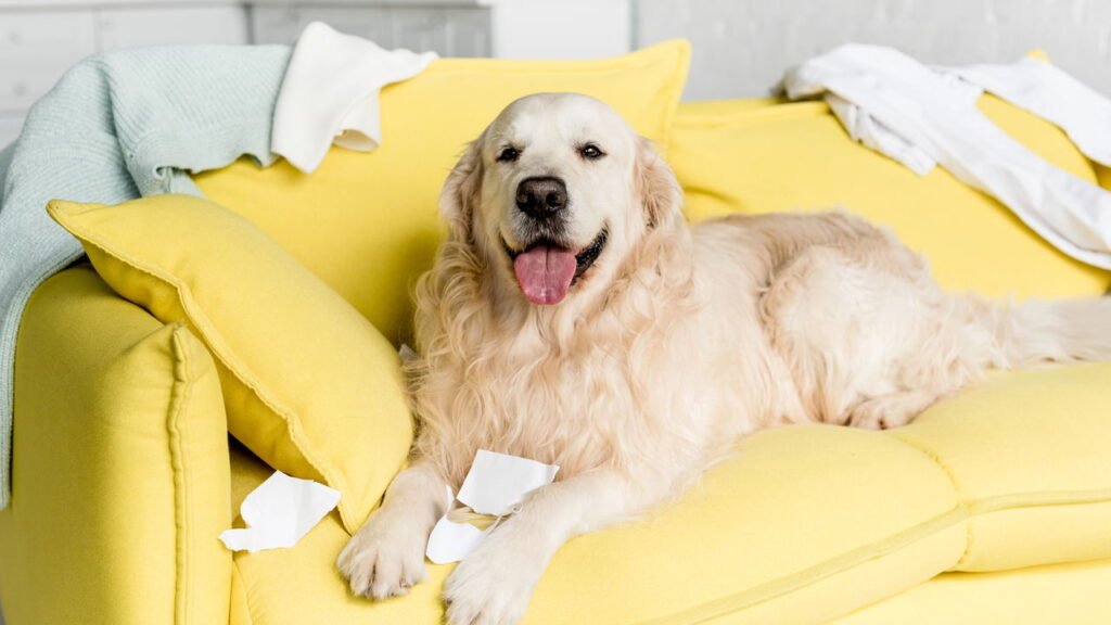 O que significa quando seu cachorro deita em suas roupas, segundo especialistas