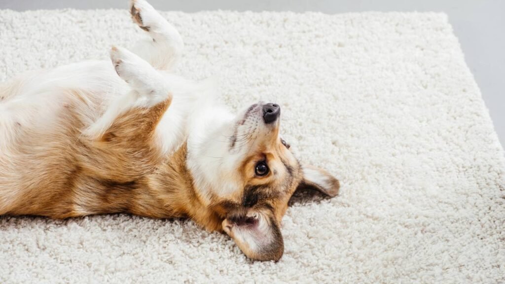 O que significa quando seu cachorro dorme de barriga pra cima