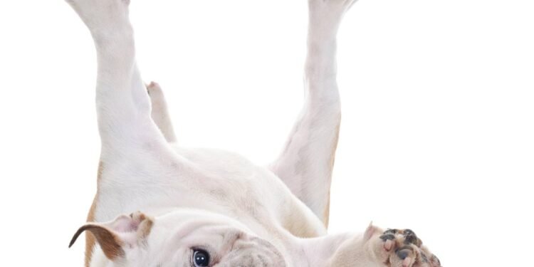 O que significa quando seu cachorro dorme de barriga pra cima