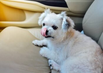 Especialista revela dica simples para remover pelos de animais de estimação dos bancos do carro