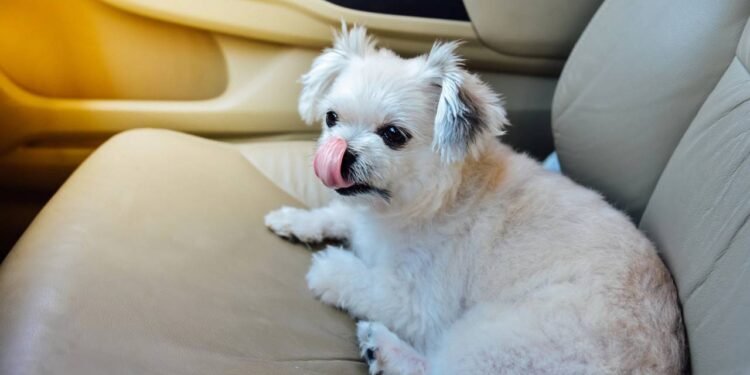 Especialista revela dica simples para remover pelos de animais de estimação dos bancos do carro