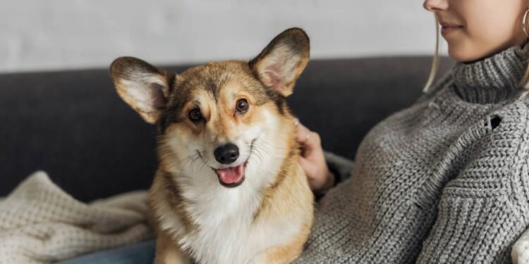 10 sinais de que seu cachorro acha que você é a melhor pessoa do mundo