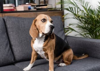 O que acontece com seu cachorro quando ele fica sozinho em casa