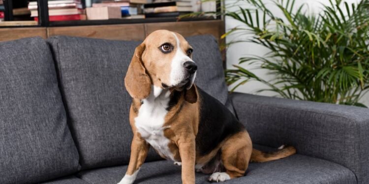 O que acontece com seu cachorro quando ele fica sozinho em casa