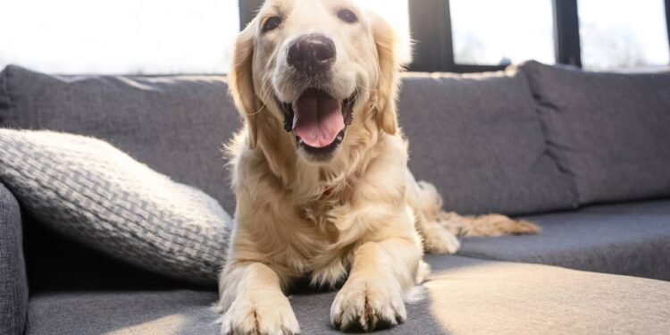 Esse é o maior sinal de que seu cachorro te ama como família, segundo especialistas