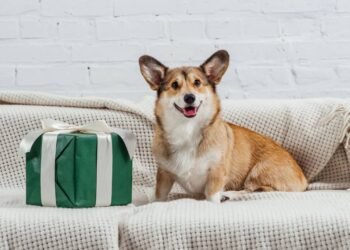 Projetos DIY para tornar sua casa mais adequada para animais de estimação