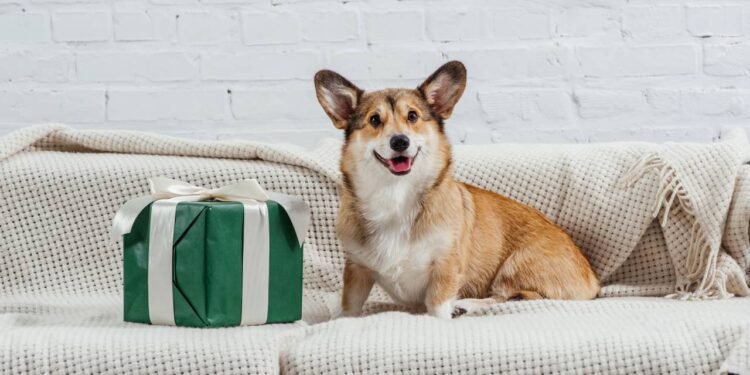 Projetos DIY para tornar sua casa mais adequada para animais de estimação