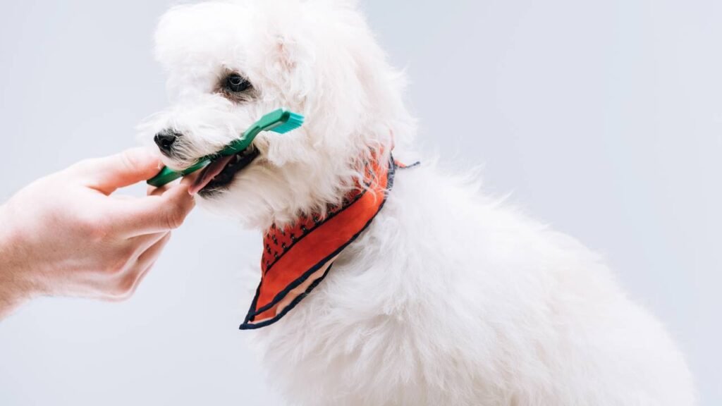 Esta é a frequência com que você deve escovar os dentes do seu cachorro