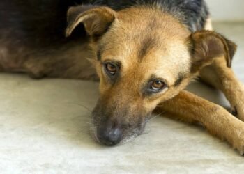 Essa simples ação quando você cumprimenta seu cachorro pode causar muito estresse, dizem especialistas