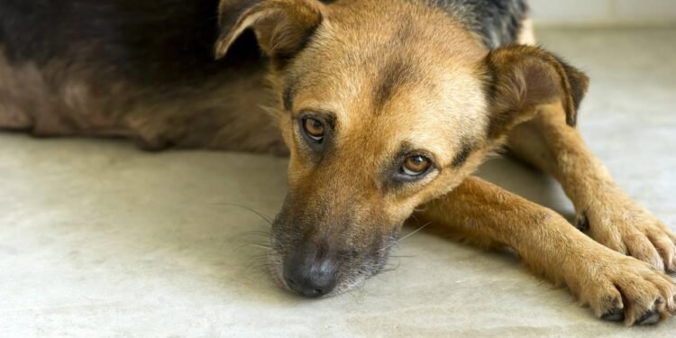 Essa simples ação quando você cumprimenta seu cachorro pode causar muito estresse, dizem especialistas