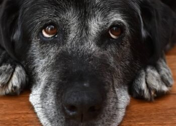 O segredo para saber a idade real do seu cão e o mito de multiplicar por 7