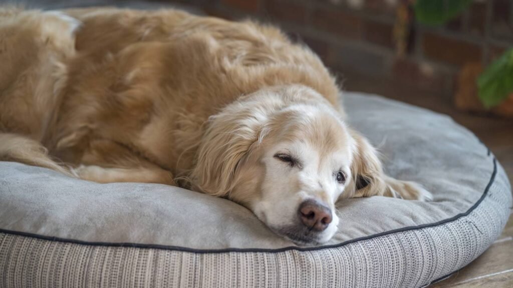 O segredo para saber a idade real do seu cão e o mito de multiplicar por 7