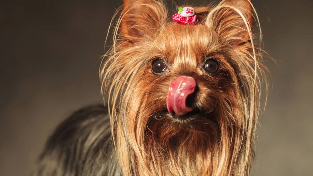 A razão pela qual deixar seu cachorro beijar você no rosto não é uma boa ideia, segundo um veterinário