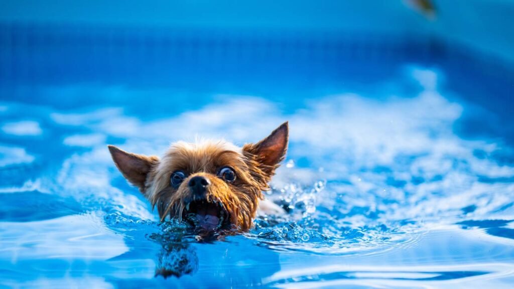 É perigoso para cães nadar em piscinas com cloro? É o que diz a ciência