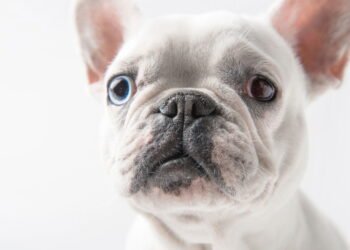 O que significa quando seu cachorro olha em seus olhos quando está prestes a dormir, de acordo com especialistas